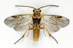 Pristiphora decipiens