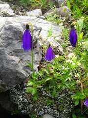 Campanula cochleariifolia
