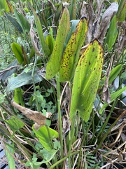 Pontederia cordata