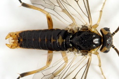 Pristiphora decipiens
