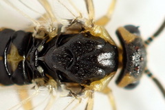 Pristiphora decipiens