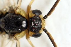 Pristiphora decipiens