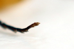 Pristiphora decipiens