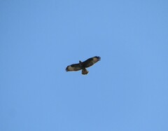 Buteo buteo