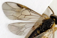 Pristiphora decipiens