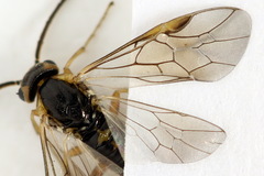 Pristiphora decipiens