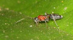 Cryptinae
