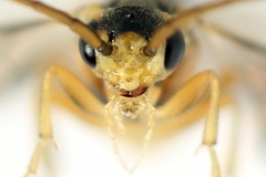 Pristiphora decipiens