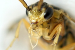 Pristiphora decipiens