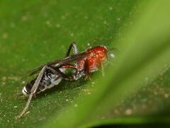 Cryptinae