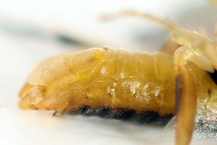Pristiphora decipiens