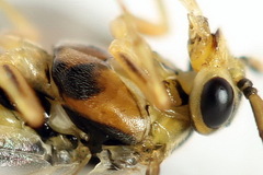 Pristiphora decipiens