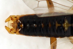 Pristiphora decipiens