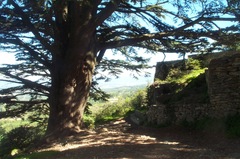 Cedrus atlantica