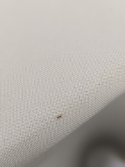 Formicinae