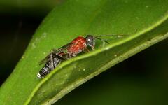 Cryptinae