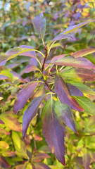 Forsythia × intermedia