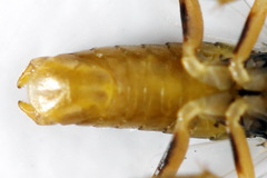 Pristiphora decipiens