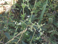 Stellaria cuspidata