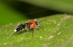 Cryptinae