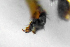 Pristiphora decipiens
