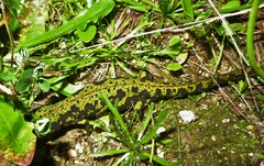 Triturus marmoratus