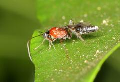 Cryptinae