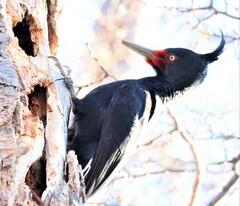 Campephilus magellanicus