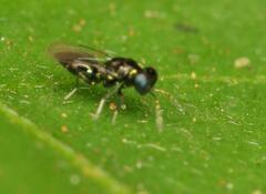 Eulophidae