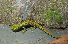 Triturus marmoratus