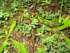 Salamandra salamandra gallaica