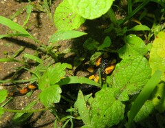 Salamandra salamandra gallaica
