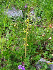 Neottia ovata