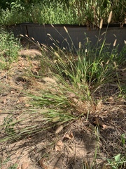 Setaria parviflora