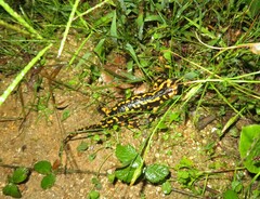 Salamandra salamandra gallaica