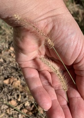 Setaria parviflora