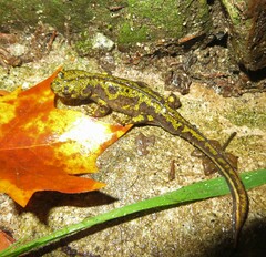 Triturus marmoratus