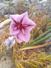 Gladiolus gueinzii