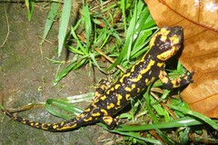 Salamandra salamandra gallaica