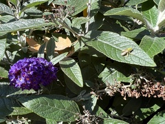 Agapostemon