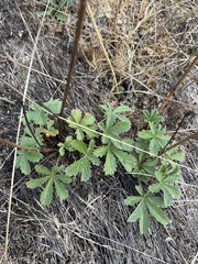 Potentilla