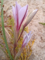 Gladiolus gueinzii