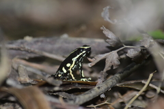 Dendrobates truncatus