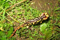 Salamandra salamandra gallaica