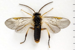 Pristiphora abietina