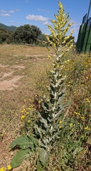 Verbascum pulverulentum