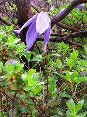 Clematis alpina