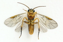 Pristiphora abietina