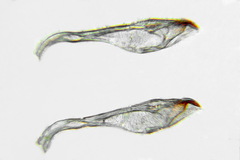 Pristiphora abietina