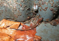 Chioglossa lusitanica